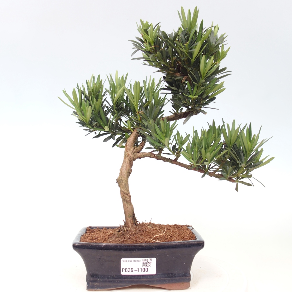 Kamerbonsai - Podocarpus - Taxus
