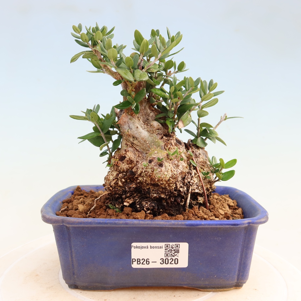 Bonsai voor binnen - Olea europaea sylvestris