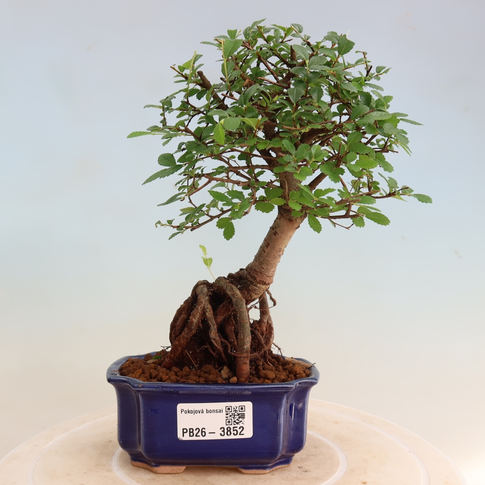 Kamerbonsai - Ulmus parvifolia - Winteriep
