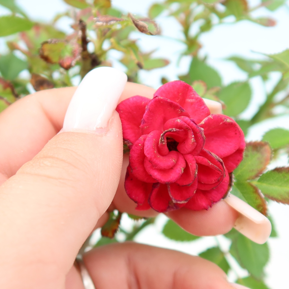 Bonsai voor buiten - Rosa Kordes - roos