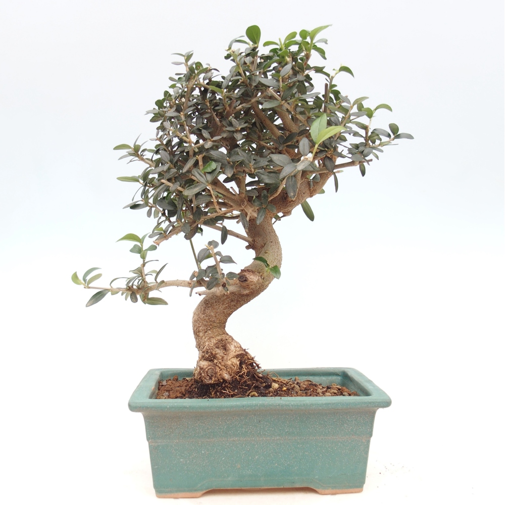 Bonsai voor binnen - Olea europaea sylvestris