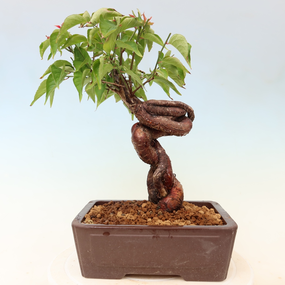 Bonsai voor buiten – Japanse abrikoos – Prunus Mume