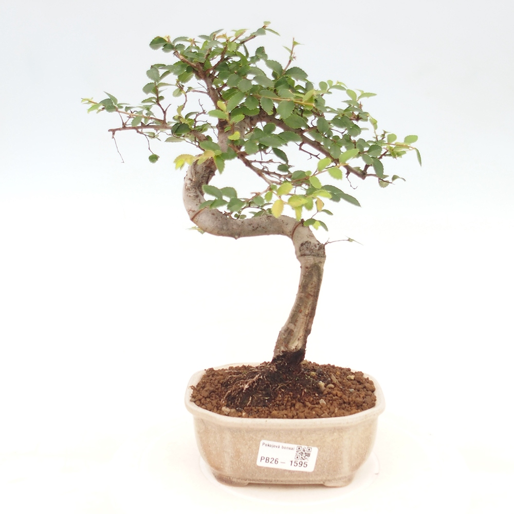 Kamerbonsai - Ulmus parvifolia - Winteriep