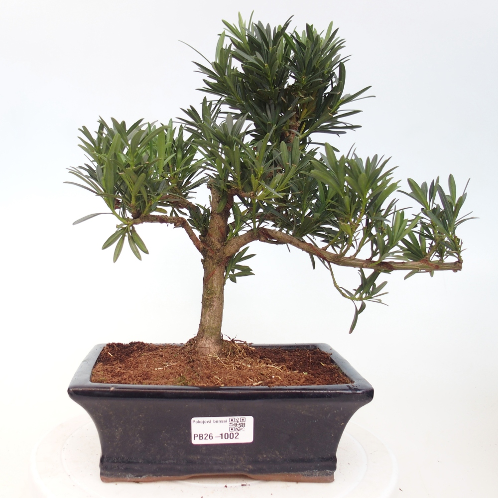 Kamerbonsai - Podocarpus - Taxus