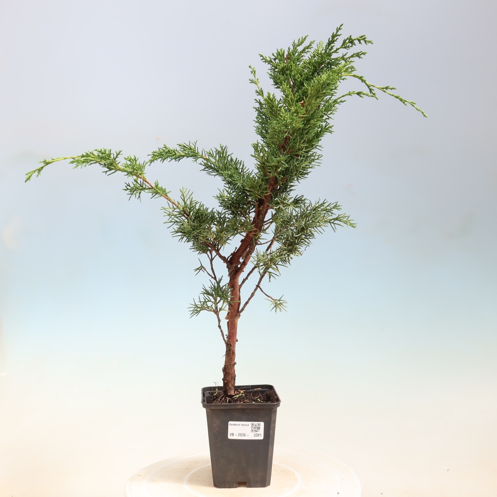 Bonsai voor buiten - Juniperus chinensis Kishu