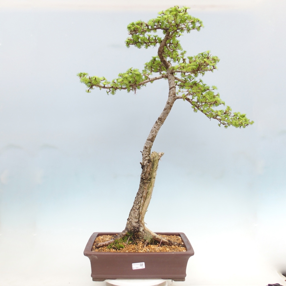 Bonsai voor buiten -Larix decidua - Lariks - Alleen palletvervoer