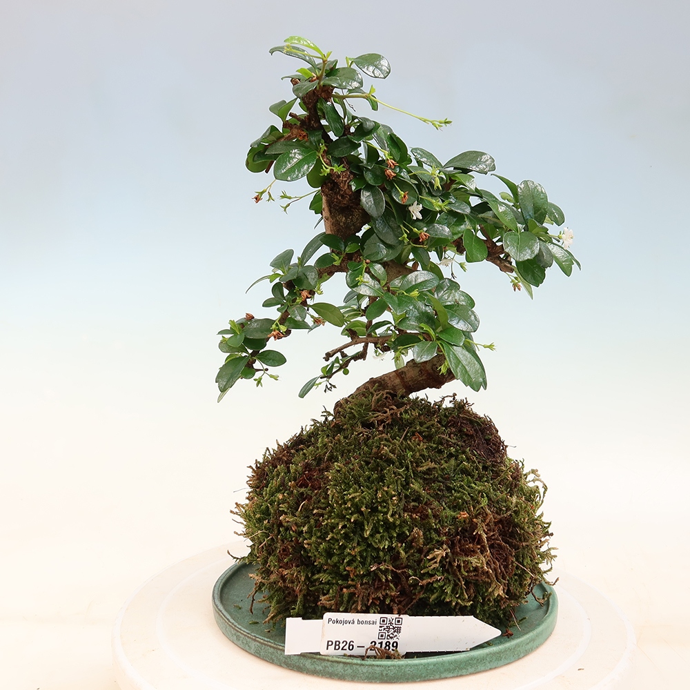 Kokedama met schaal - Čaj-fuki - Carmona macrophylla
