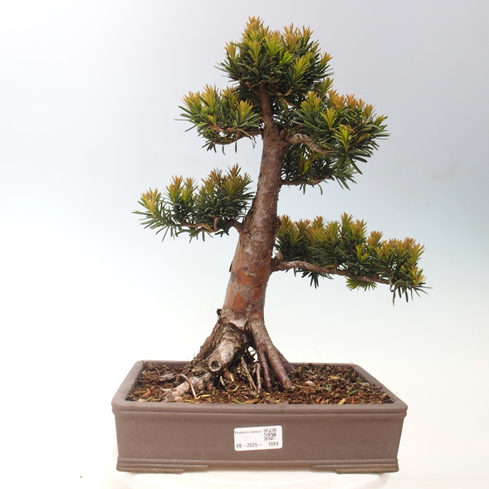 Bonsai voor buiten - Taxus cuspidata - Japanse Taxus