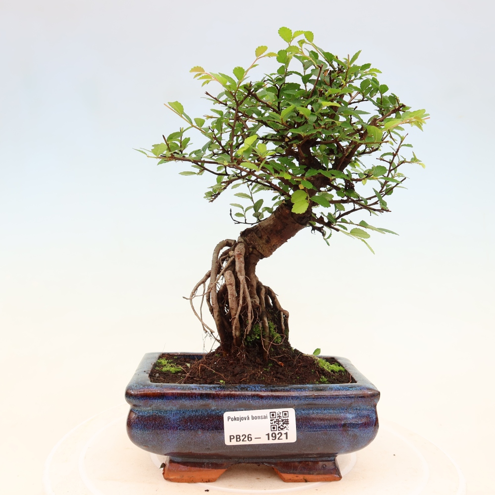 Kamerbonsai - Ulmus parvifolia - Winteriep
