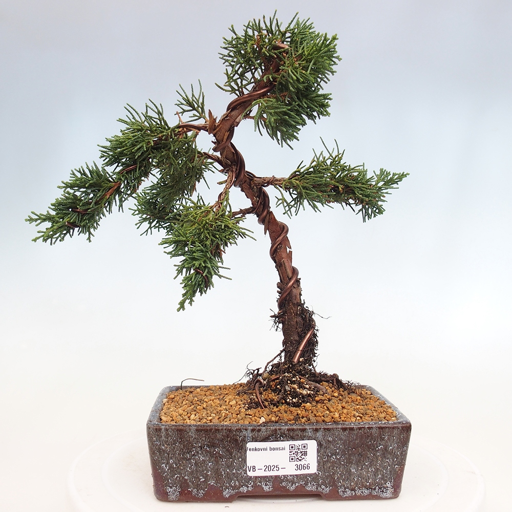 Bonsai voor buiten - Juniperus chinensis Kishu