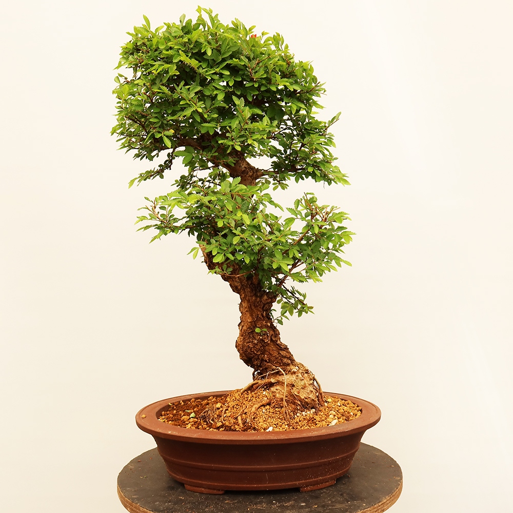 Bonsai voor buiten - Zelkova - Zelkova NIRE
