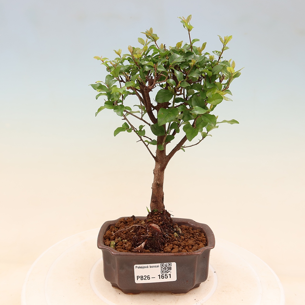 Kamerbonsai - Sageretia thea - Sageretia thea