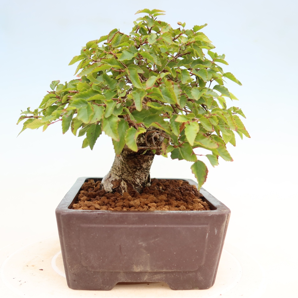 Bonsai voor buiten -Carpinus Coreana - Koreaanse haagbeuk