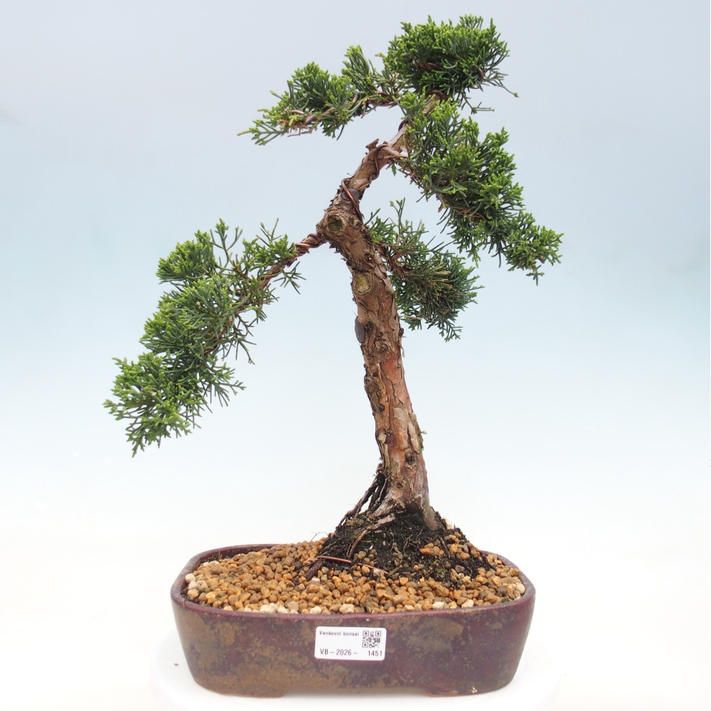 Bonsai voor buiten - Juniperus chinensis Kishu