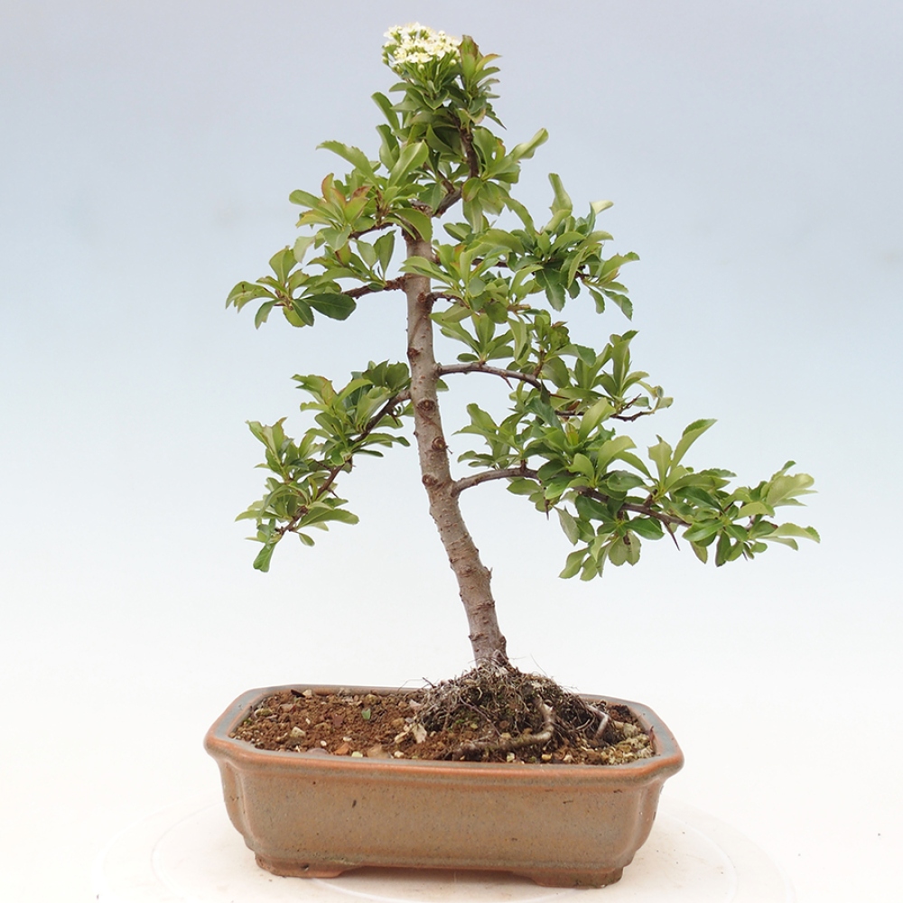 Bonsai-Pyracantha Teton voor buiten -Hlox