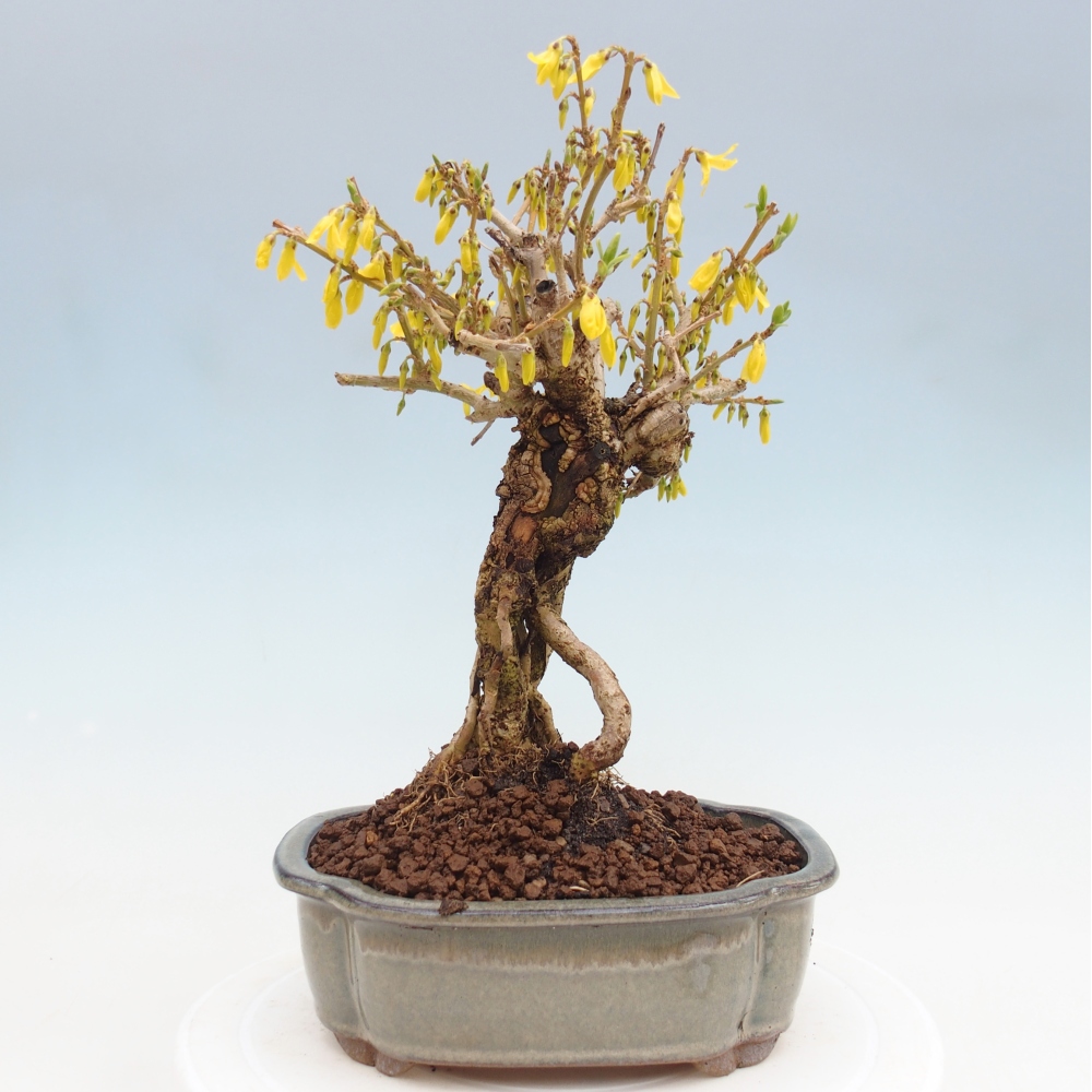 Bonsai voor buiten - Zlatice - Forsythia koreana