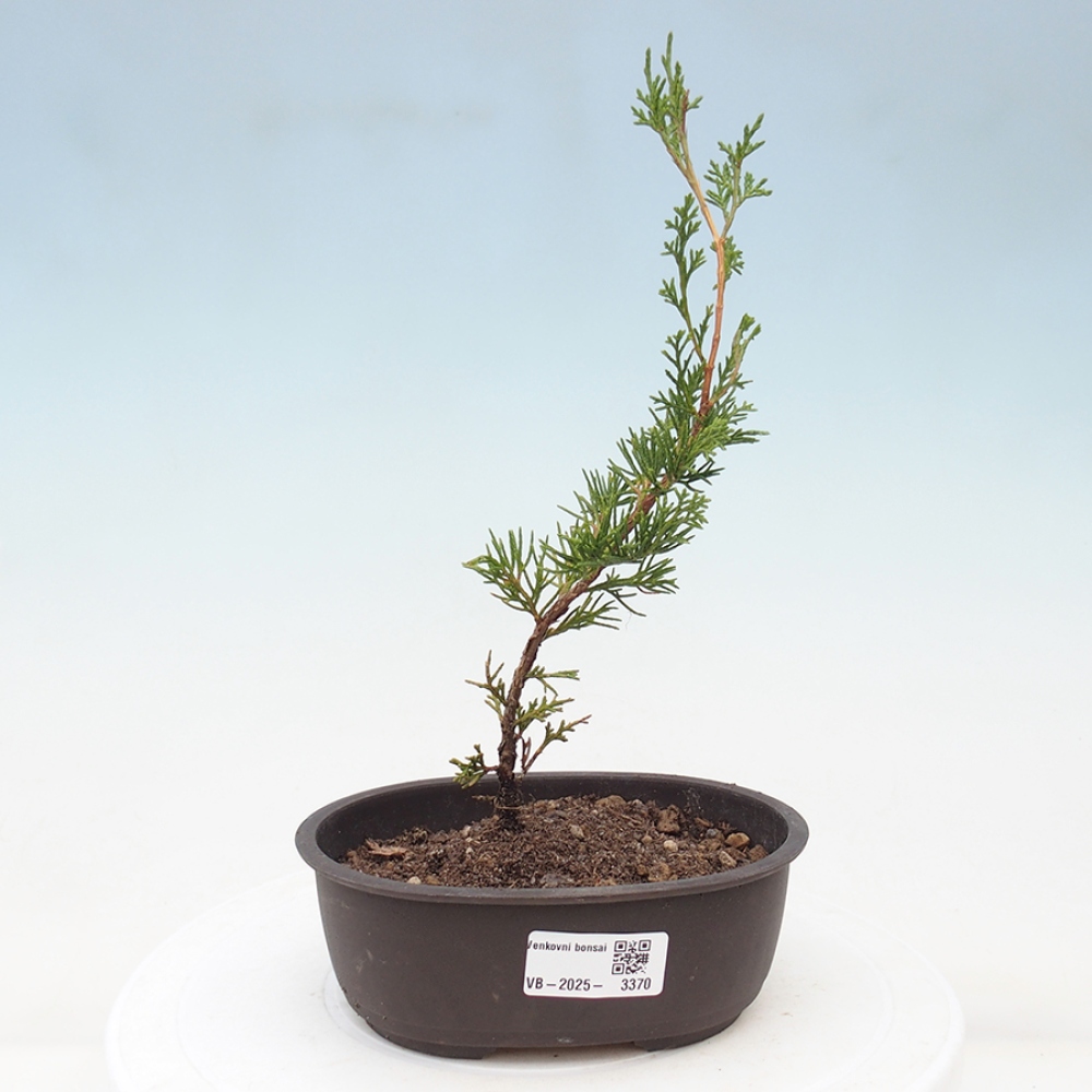 Bonsai voor buiten - Juniperus chinensis Itoigawa