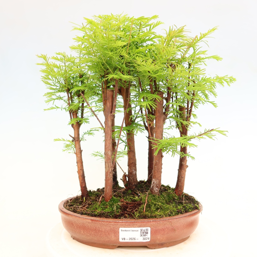 Buitenbonsai - Metasequoia glyptostroboides - Chinese metasequoia - bosje