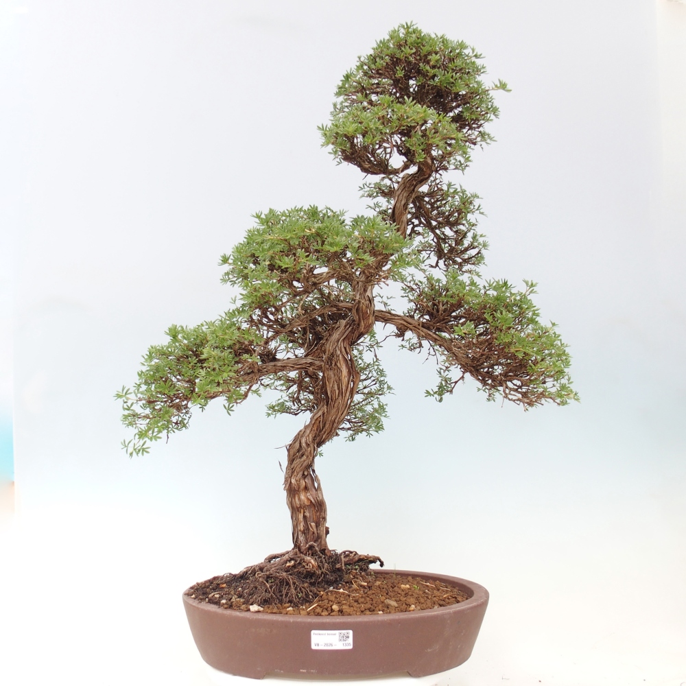Bonsai voor buiten - Potentila fruticosa