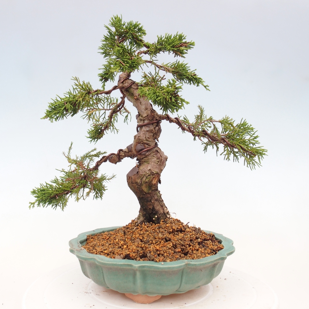 Bonsai voor buiten - Juniperus chinensis Itoigawa