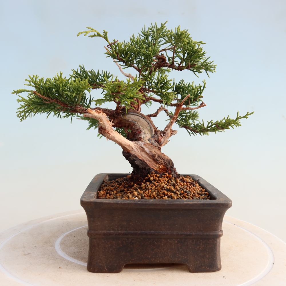 Bonsai voor buiten - Juniperus chinensis Itoigawa