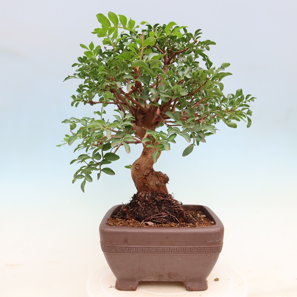 Kamerbonsai - Pistacia Lentiscus - Pistache