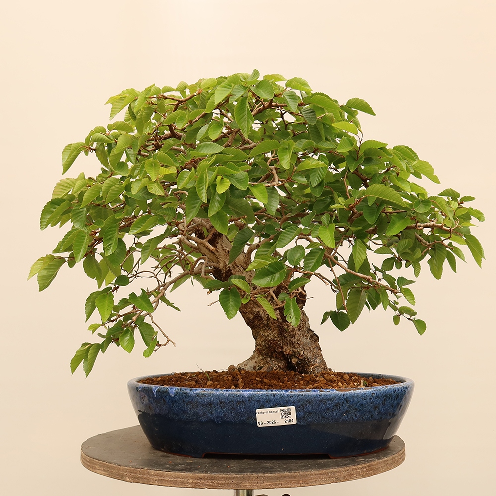 Bonsai voor buiten -Carpinus Coreana - Koreaanse haagbeuk
