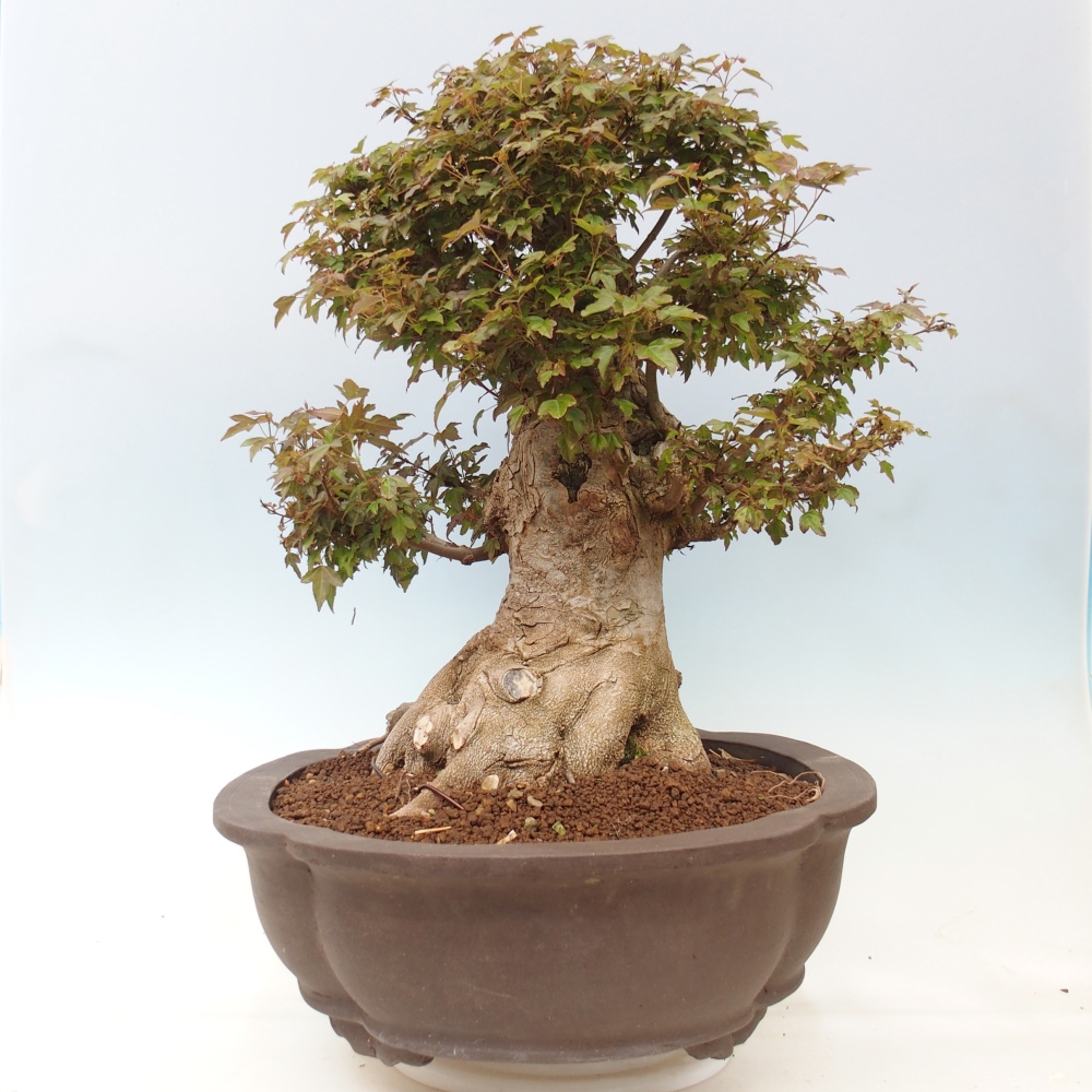 Bonsai voor buiten - Acer Buergerianum - Burgeresdoorn