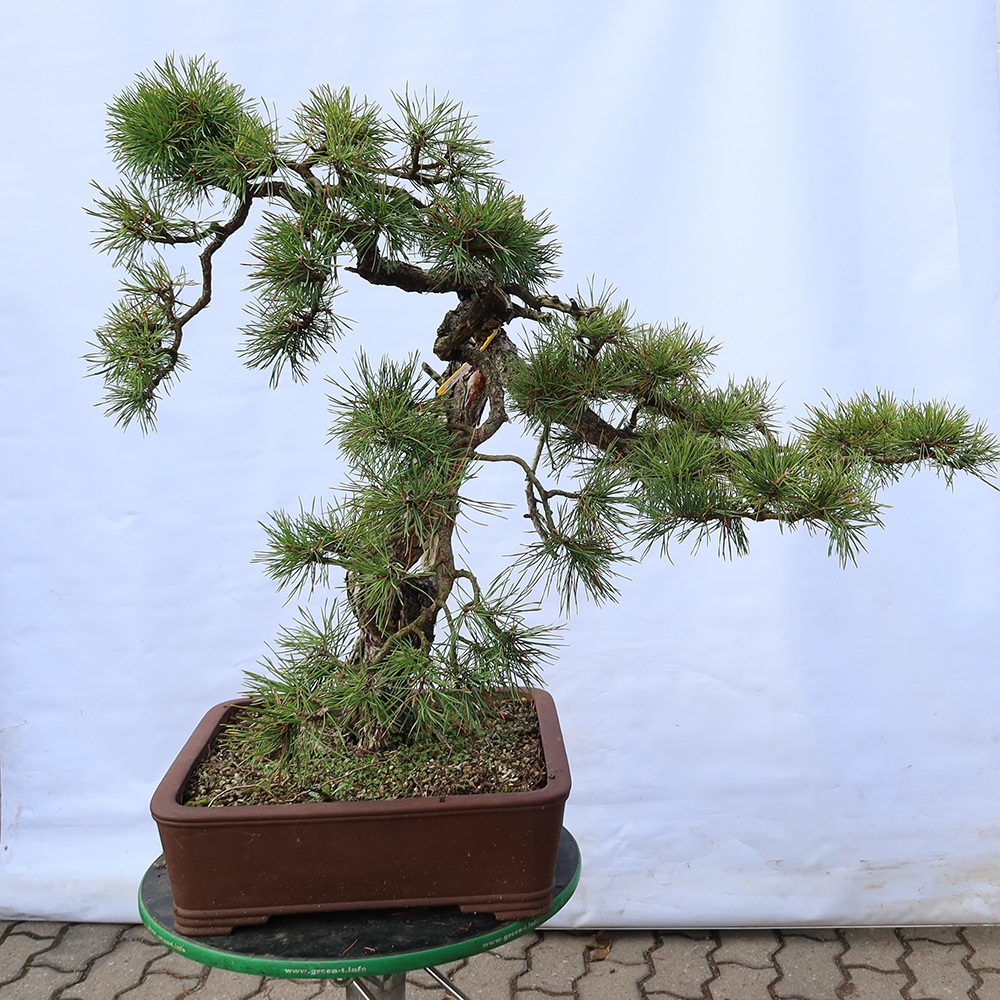 Pinus sylvestris Spanje - grove den