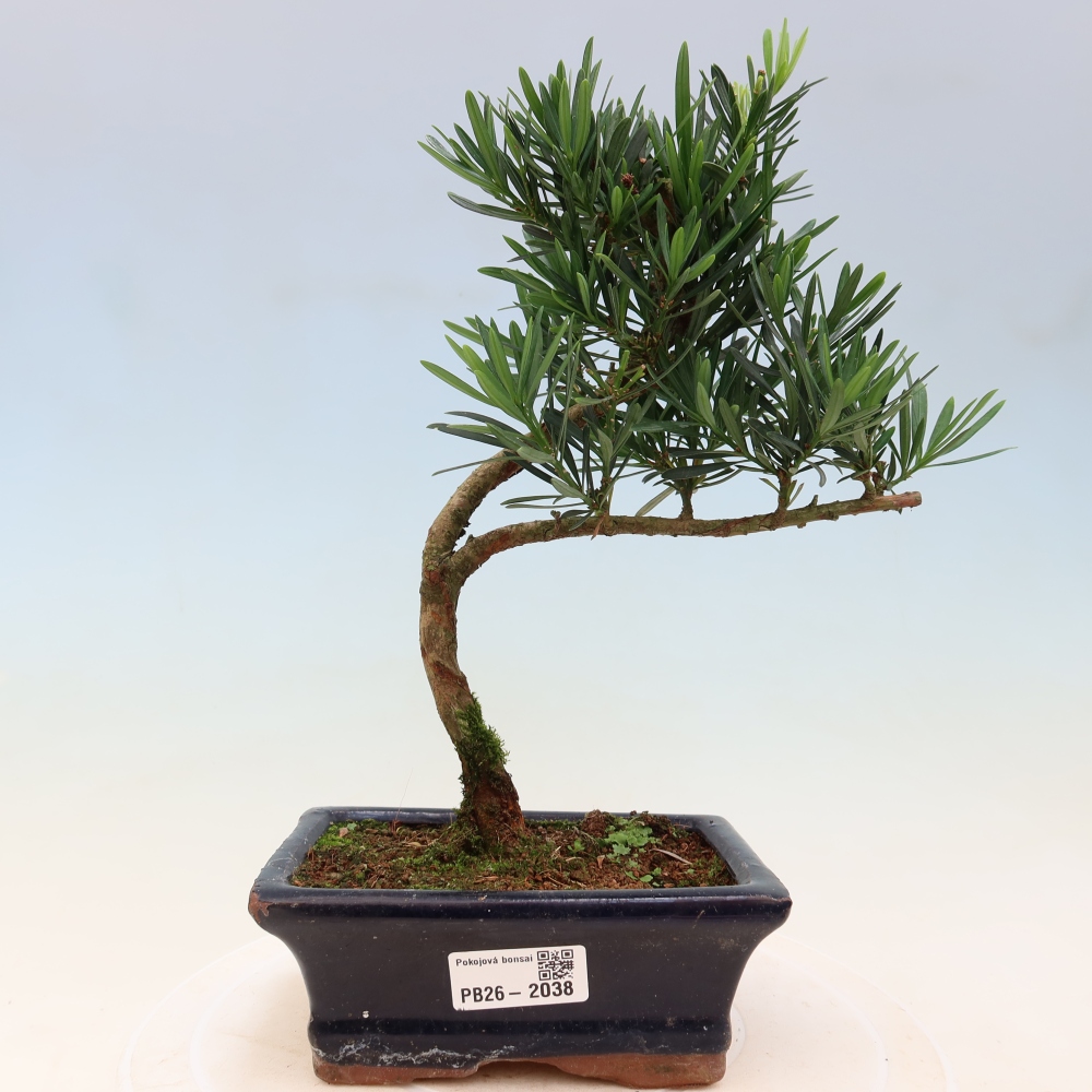 Kamerbonsai - Podocarpus - Taxus