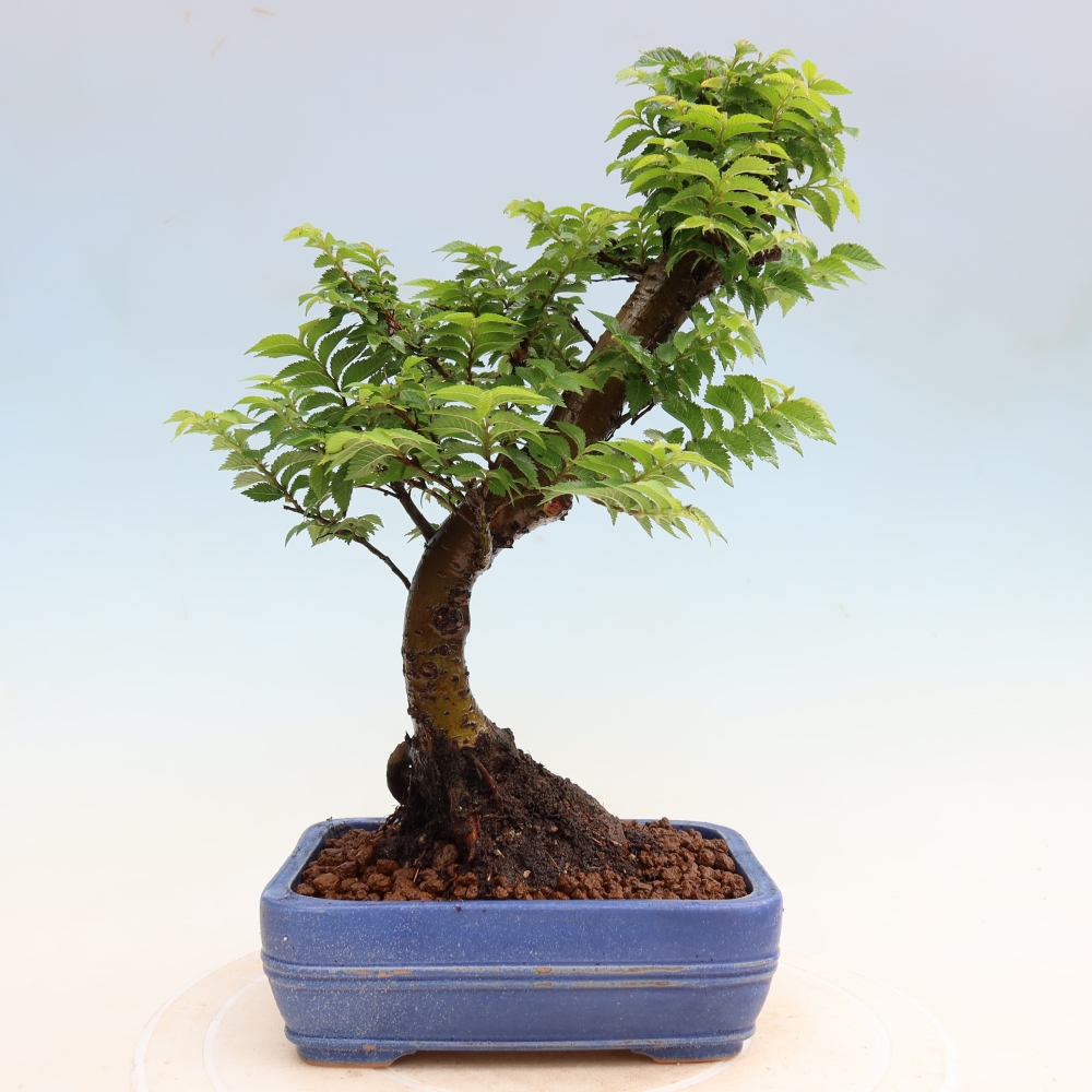 Buitenbonsai - Ulmus Jacqueline Hillier - Prachtige iep