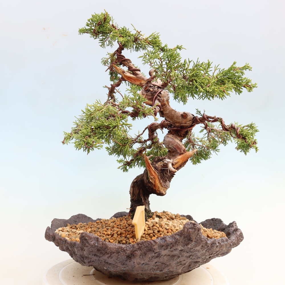 Bonsai voor buiten - Juniperus chinensis Itoigawa-Juniperus chinensis