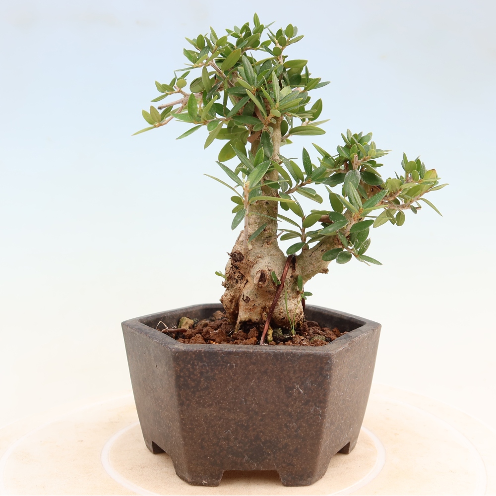 Bonsai voor binnen - Olea europaea sylvestris