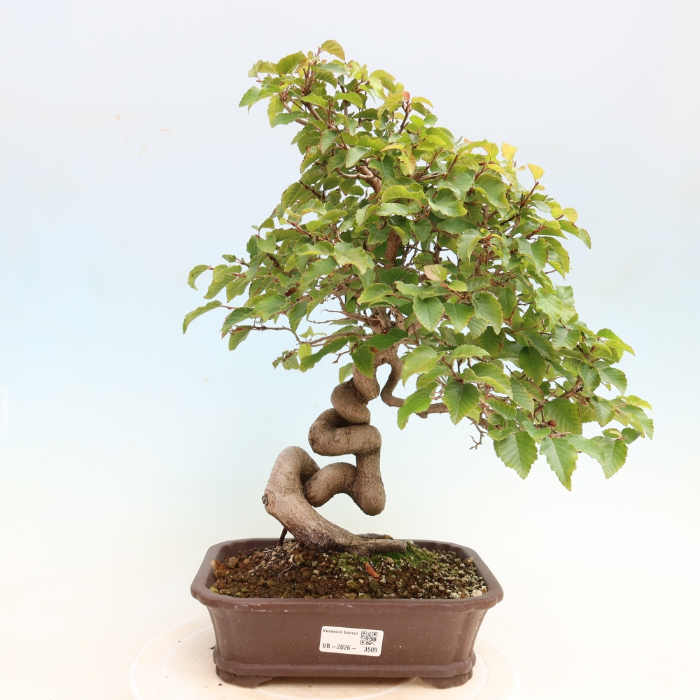 Bonsai voor buiten -Carpinus CARPINOIDES - Koreaanse haagbeuk