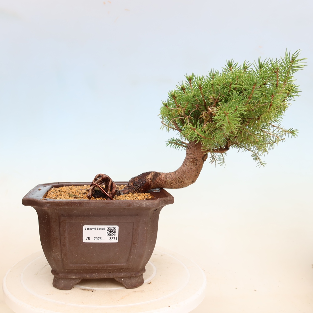 Bonsai voor buiten - Gewone spar - Picea glauca bol