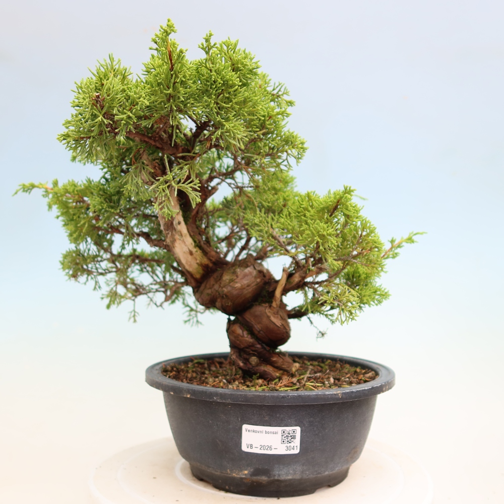 Bonsai voor buiten - Juniperus chinensis Itoigawa-Juniperus chinensis