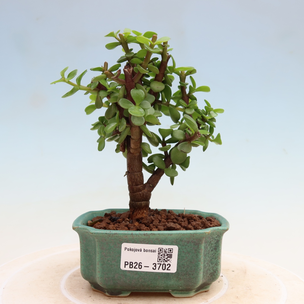 Kamerbonsai - Portulakaria Afra - Tlustice