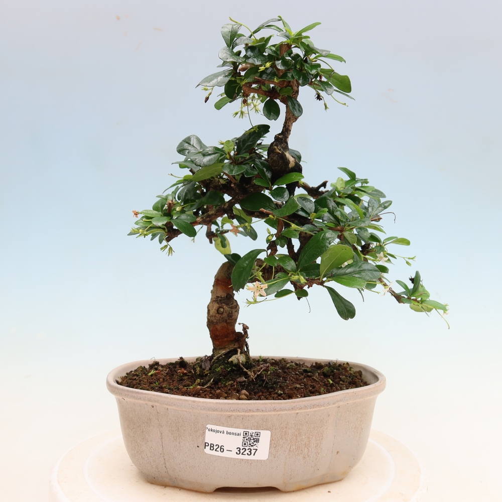 Kamerbonsai - Carmona macrophylla - Thee fuki