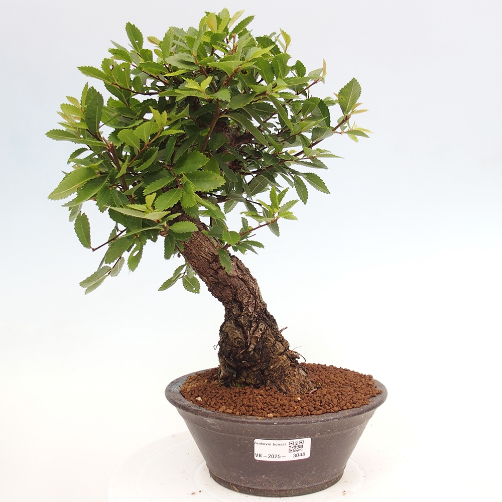 Bonsai voor buiten - Zelkova - Zelkova NIRE