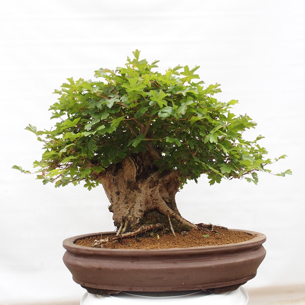 Bonsai voor buiten - Acer Campestre - Esdoorn babyka