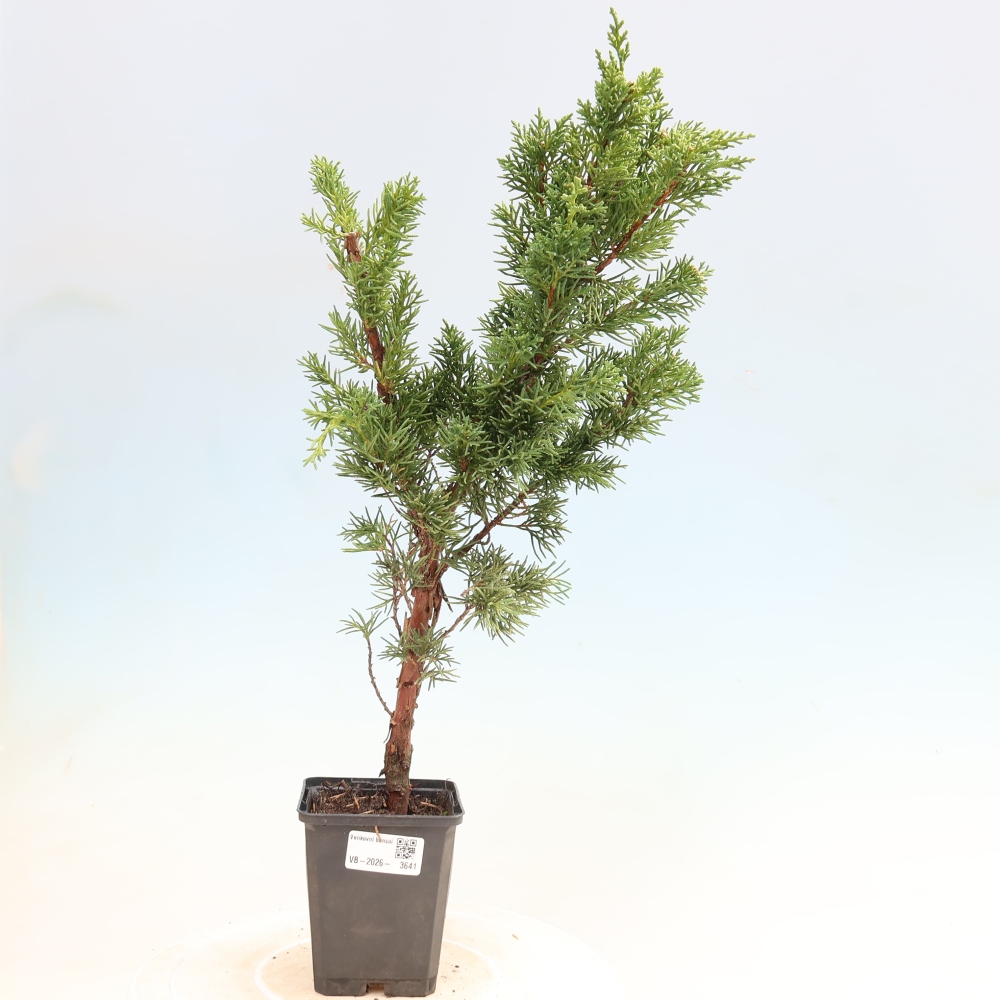 Bonsai voor buiten - Juniperus chinensis Kishu