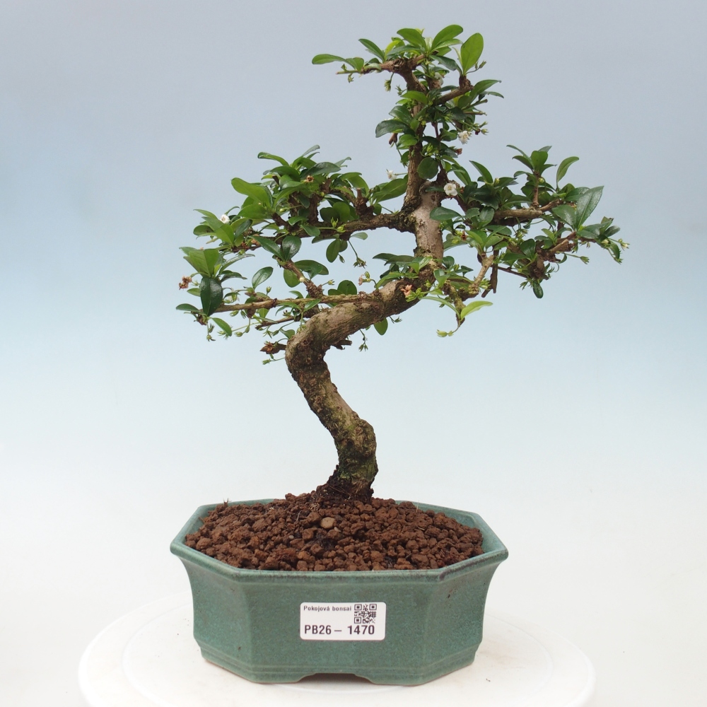 Kamerbonsai - Carmona macrophylla - Thee fuki