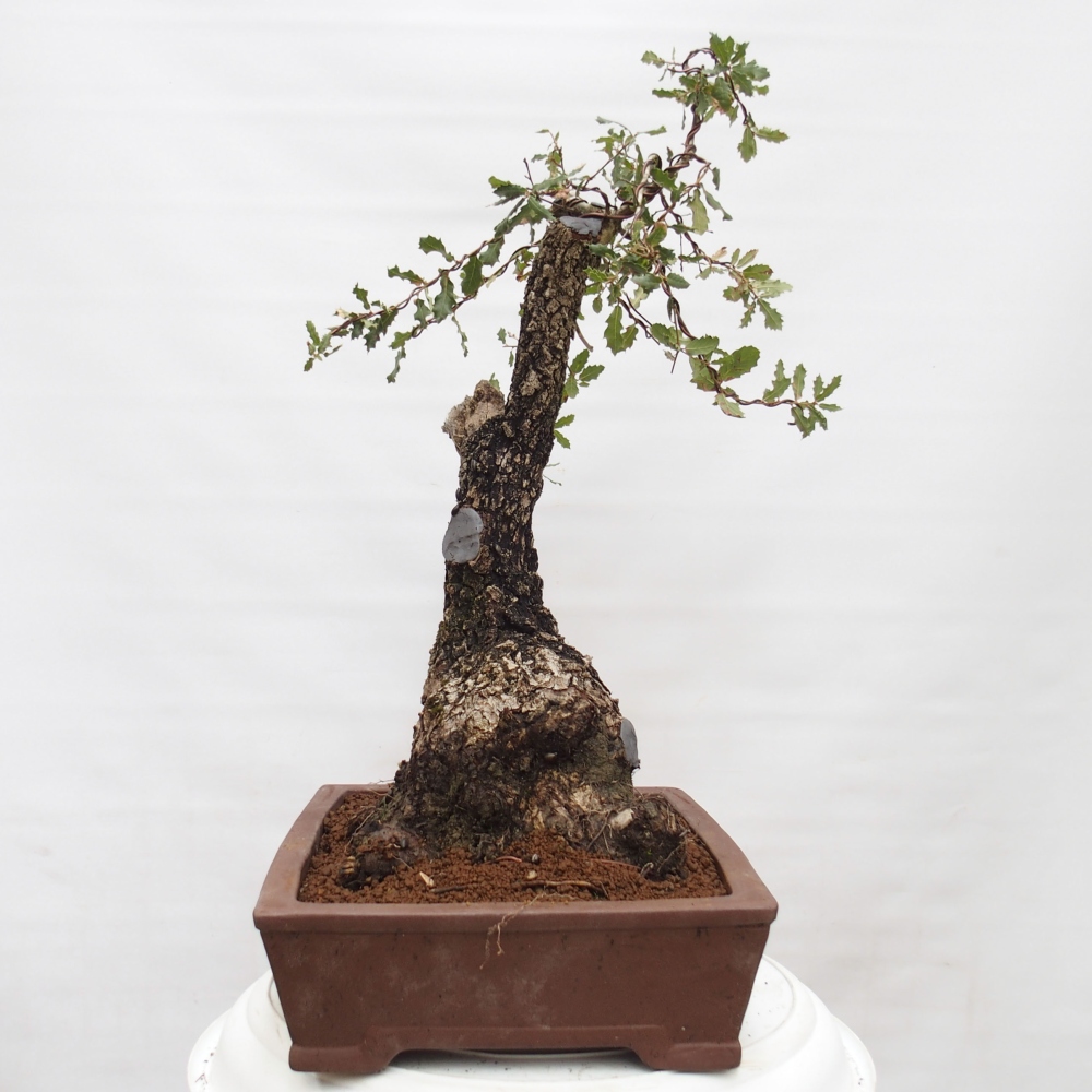 Yamadori - Quercus Ilex -Oakhulst
