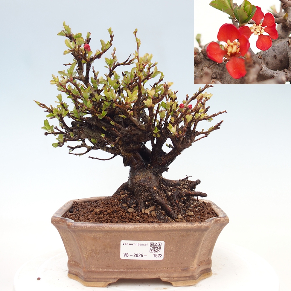 Bonsai voor buiten - Chaneomeles speciosa - Kweepeer