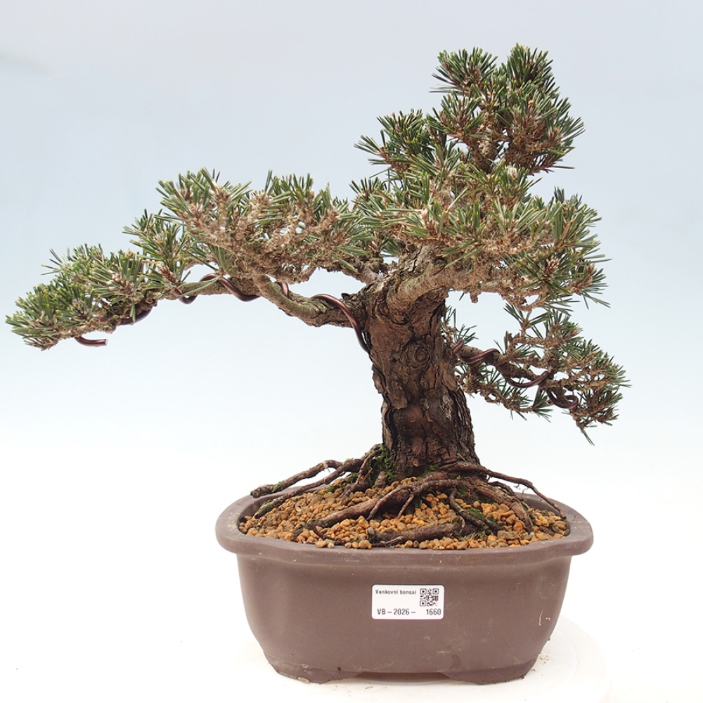 Bonsai voor buiten - Pinus thunbergii Kotobuki - Thunberg den