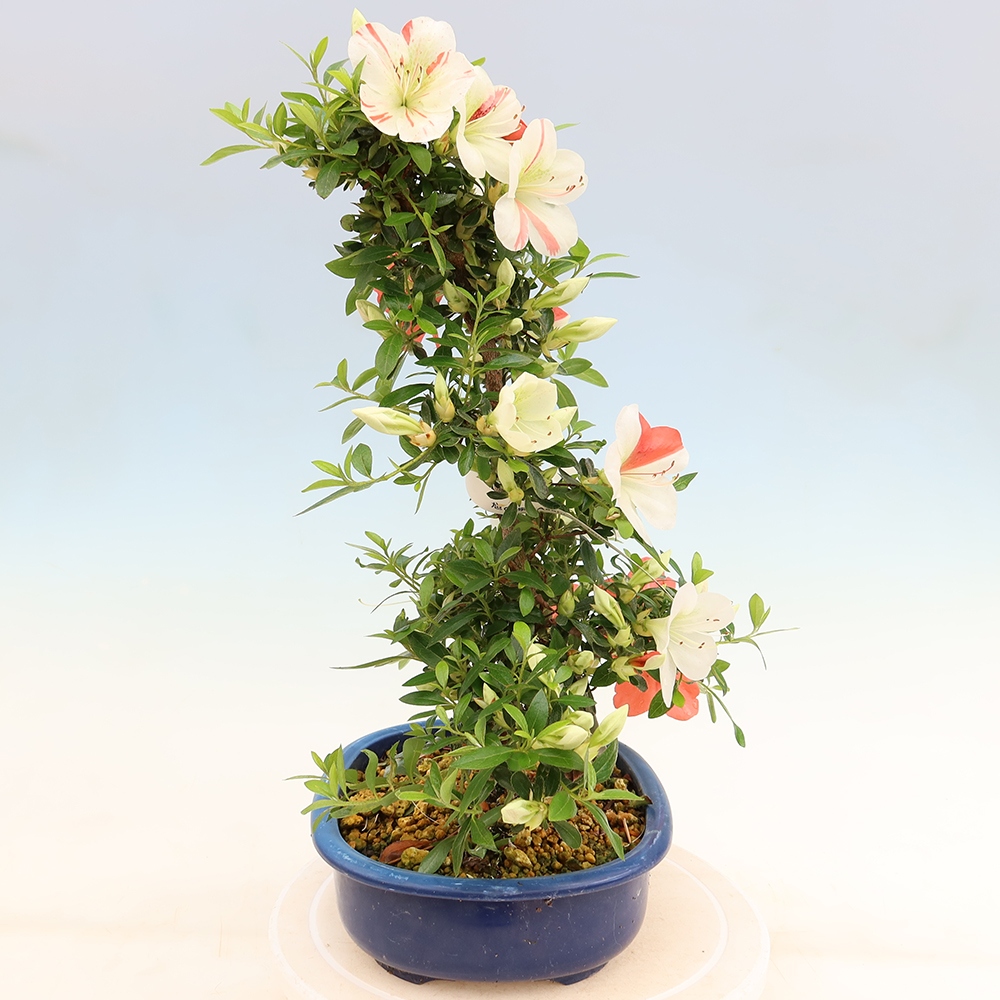 Bonsai voor buiten - Japanse azalea - Azalea Asahi-no-izumi