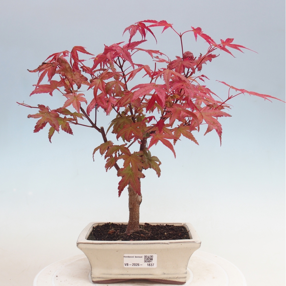 Bonsai voor buiten - Acer palmatum DESHOJO