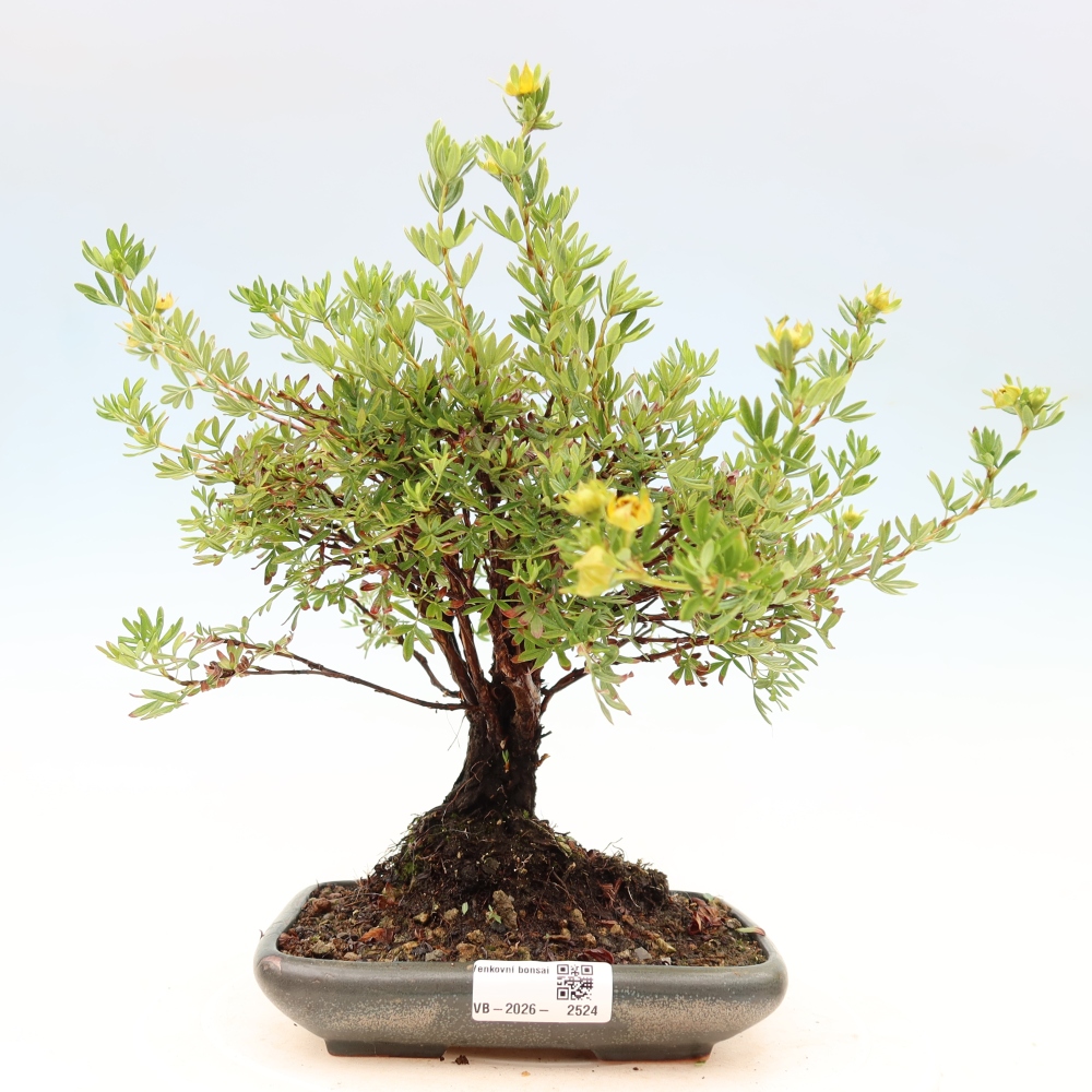 Bonsai voor buiten - Potentila fruticosa