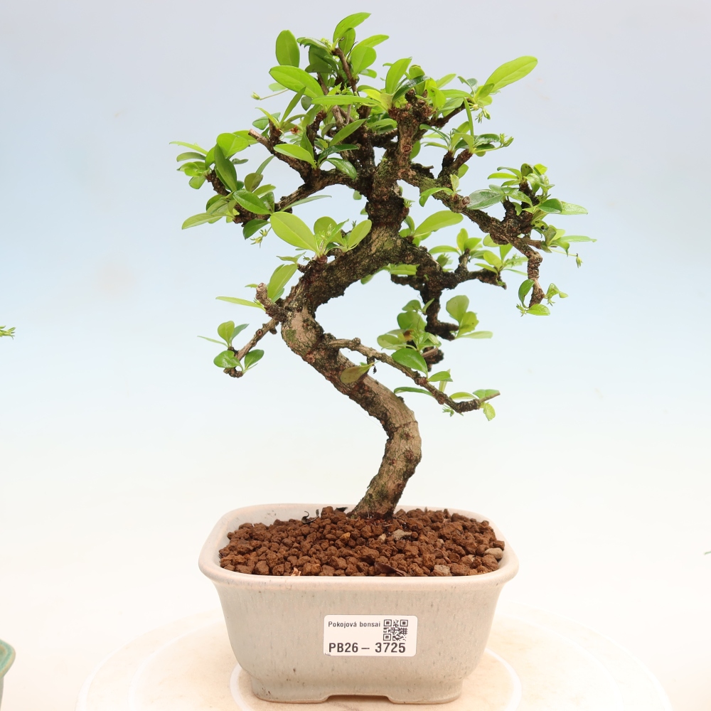 Kamerbonsai - Carmona macrophylla - Thee fuki