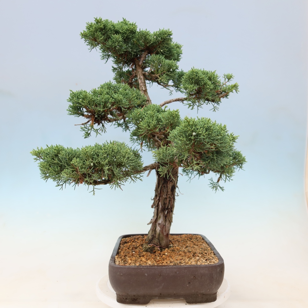 Bonsai voor buiten - Juniperus chinensis Kishu